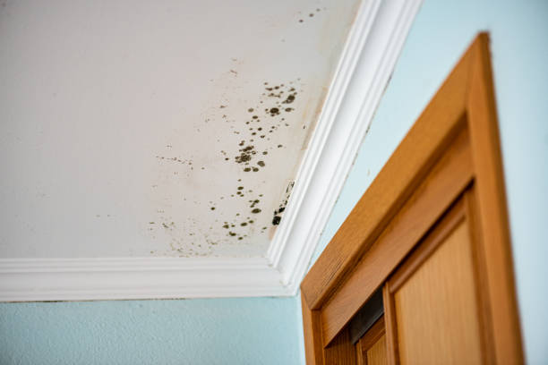 Mold Testing and Removal in Sumner, IL