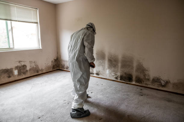 Professional Mold Removal in Sumner, IL